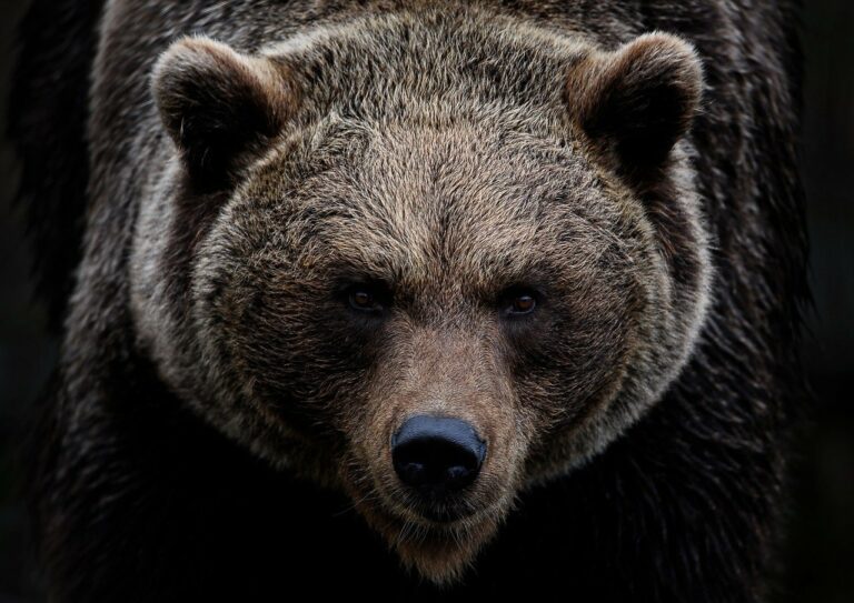 grizzly bear 768x543.jpg