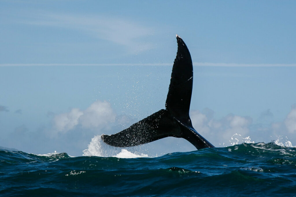 whale tail diving.jpg
