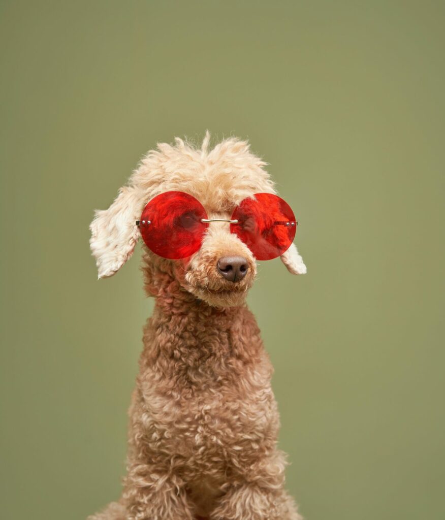 poodlana dog.jpg
