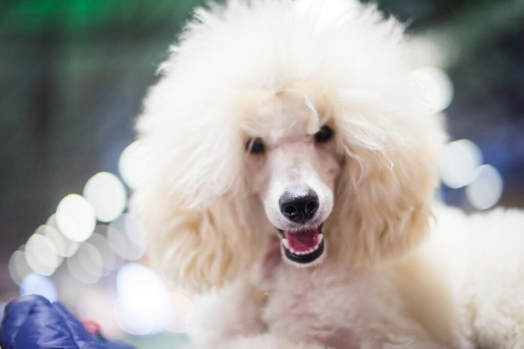 poodle cute poodlana.jpg