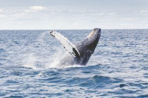 Bitcoin whale 300x200 1.jpg