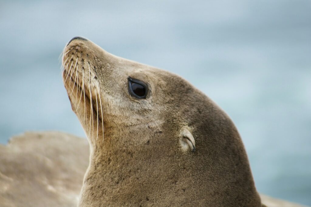 sea lion llm sony research ai singapore large langage model artificial intelligence.jpg