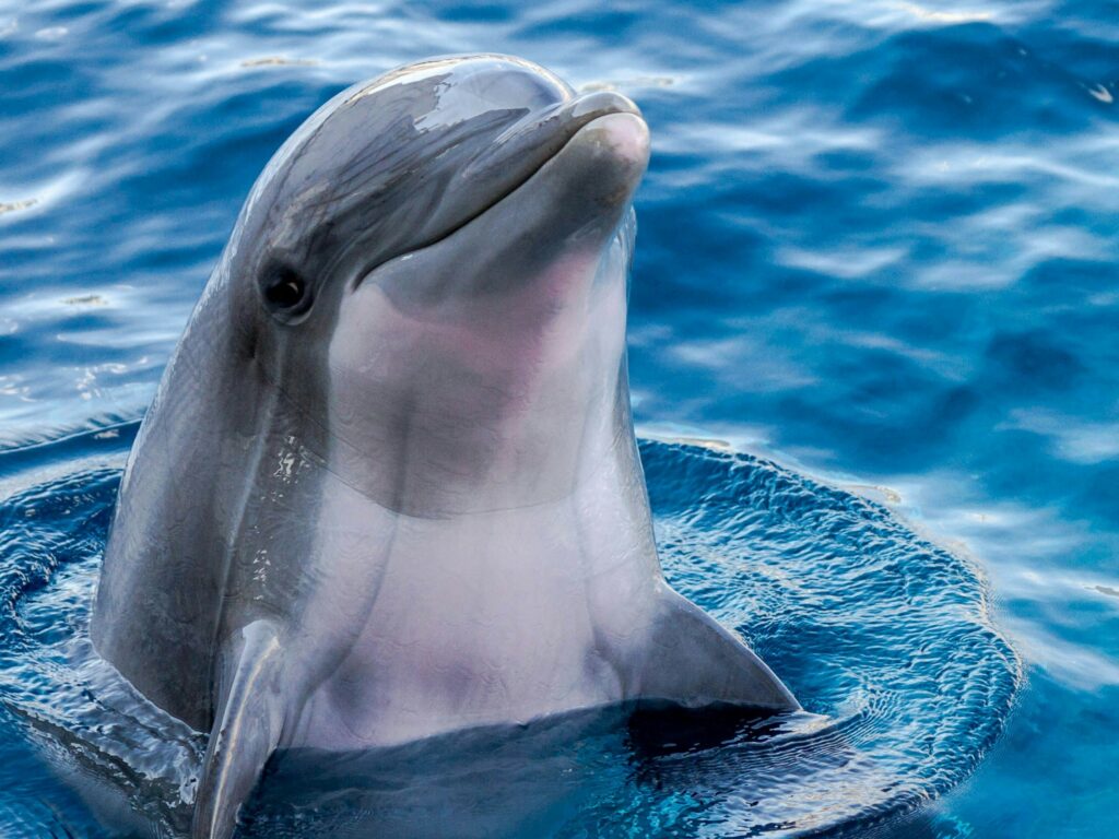 google ai model dolphingemma deepmind dolphin artificial intelligence pixel mobiles gemma gemini.jpg